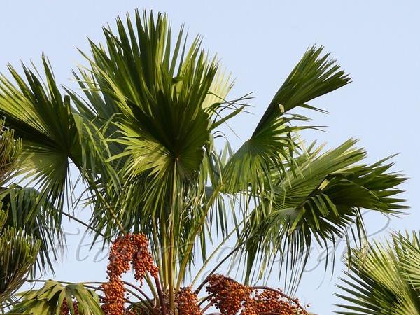 Roundleaf Fountain Palm